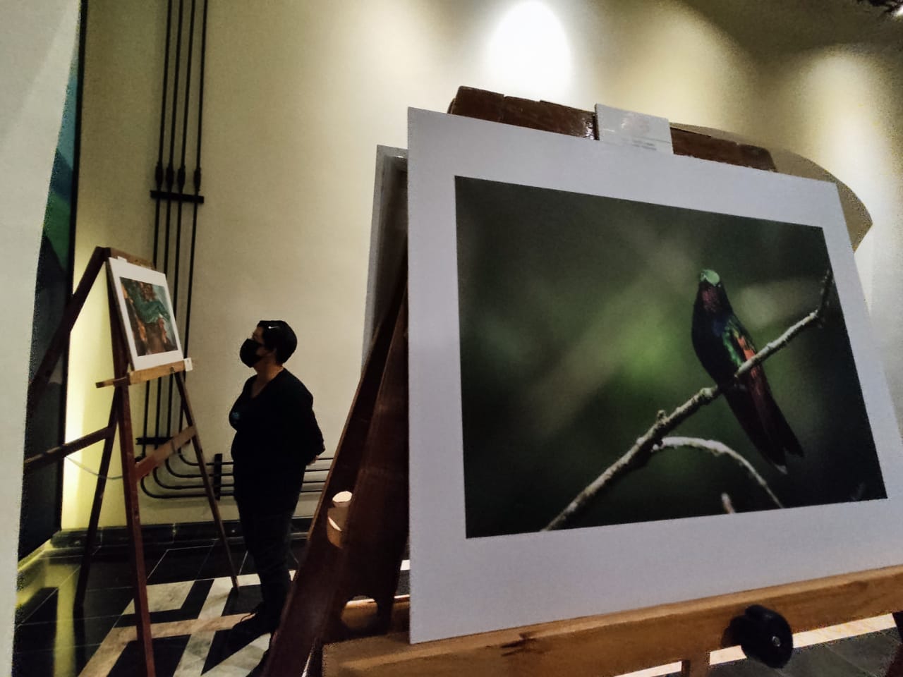 Presenta Museo del Café exposición “30 Fotógrafos y 30 Empresarios por la Biodiversidad del Bosque de Niebla”