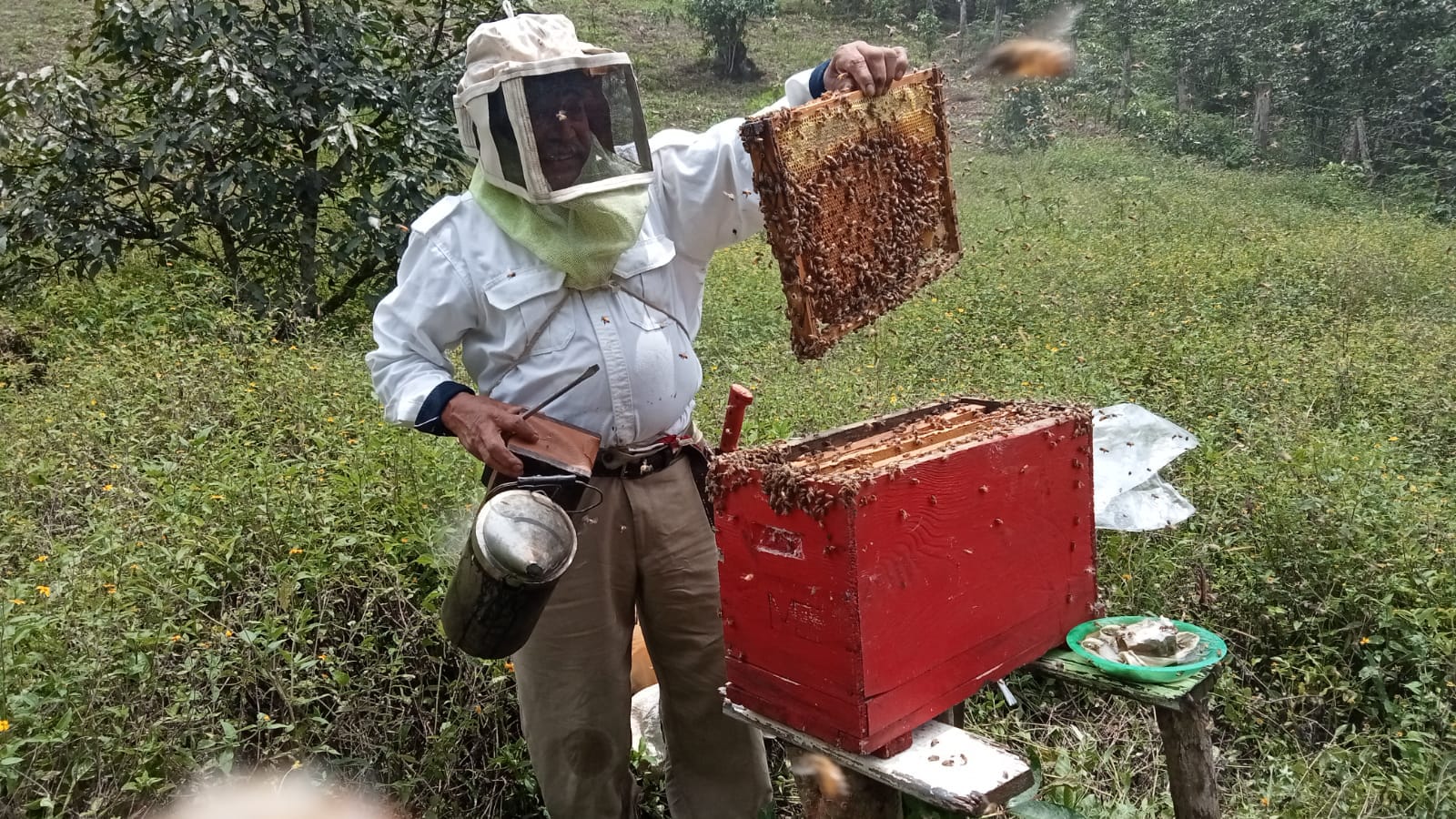Disminuye reportes de presencia de colmenas y enjambres de abejas: Protección Civil