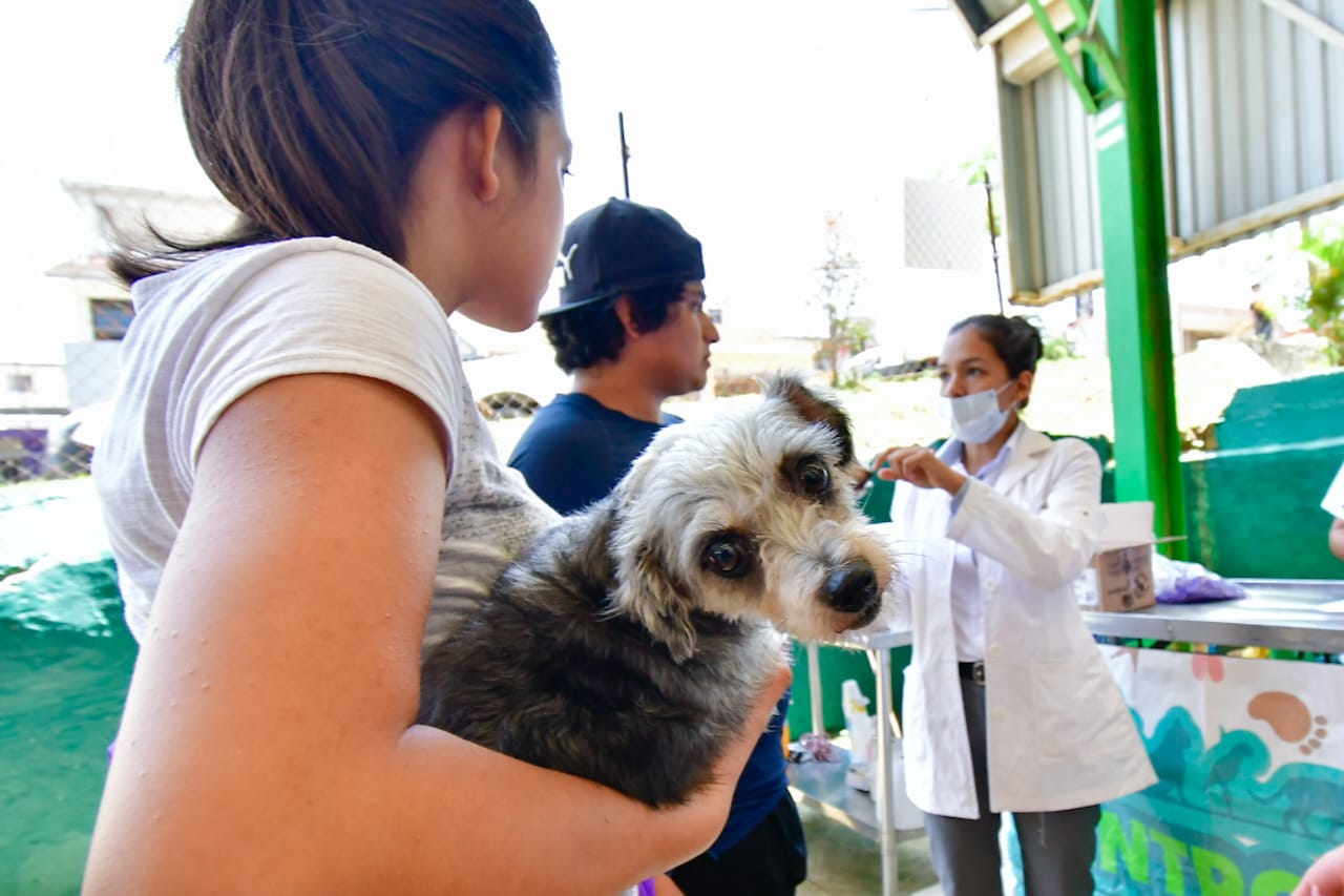 Ofrece Bienestar Animal revisión médica y vacuna antirrábica gratuita para perros y gatos