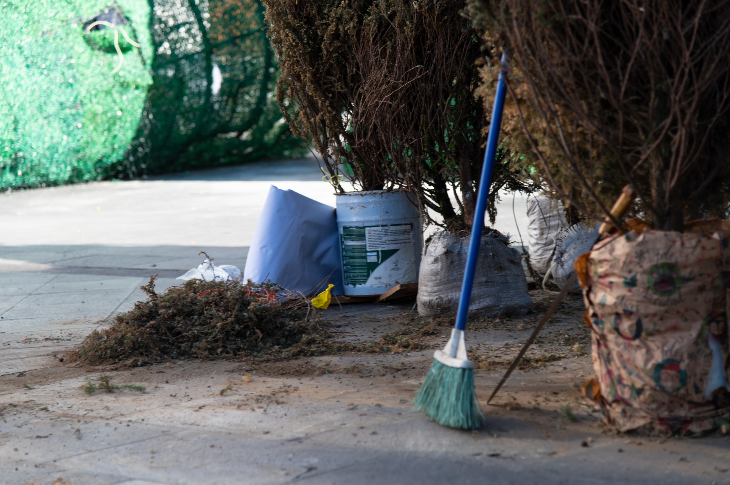 Córdoba respalda campaña de reciclaje de arbolitos de Navidad