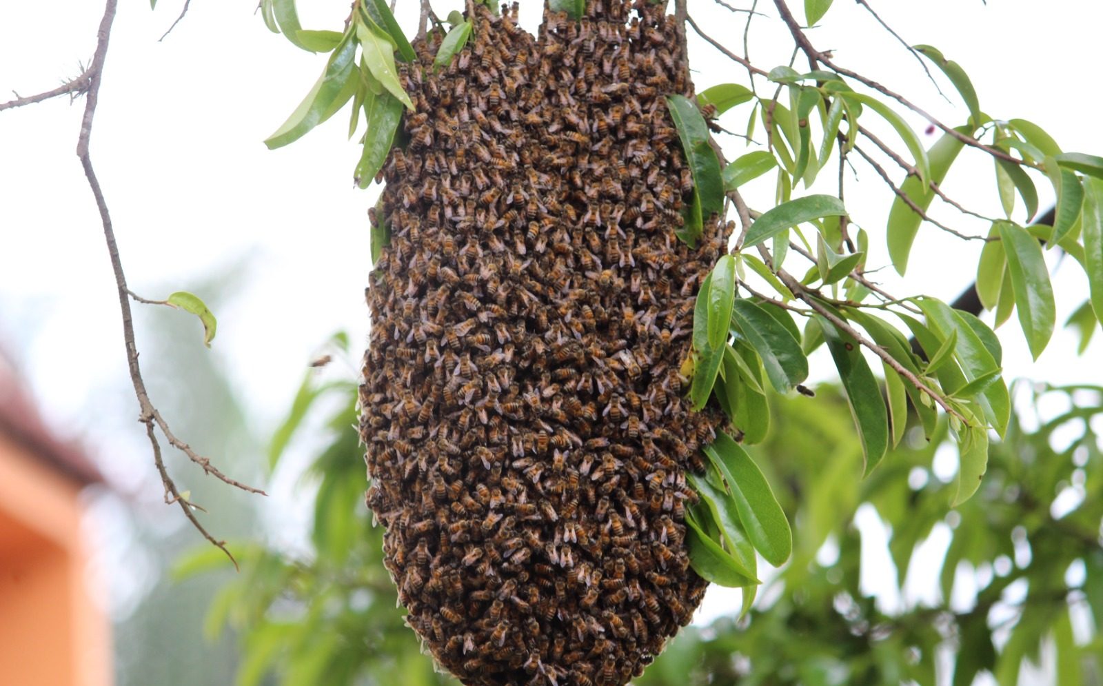 Emite Ayuntamiento recomendaciones ante presencia de enjambres y colmenas en la
ciudad