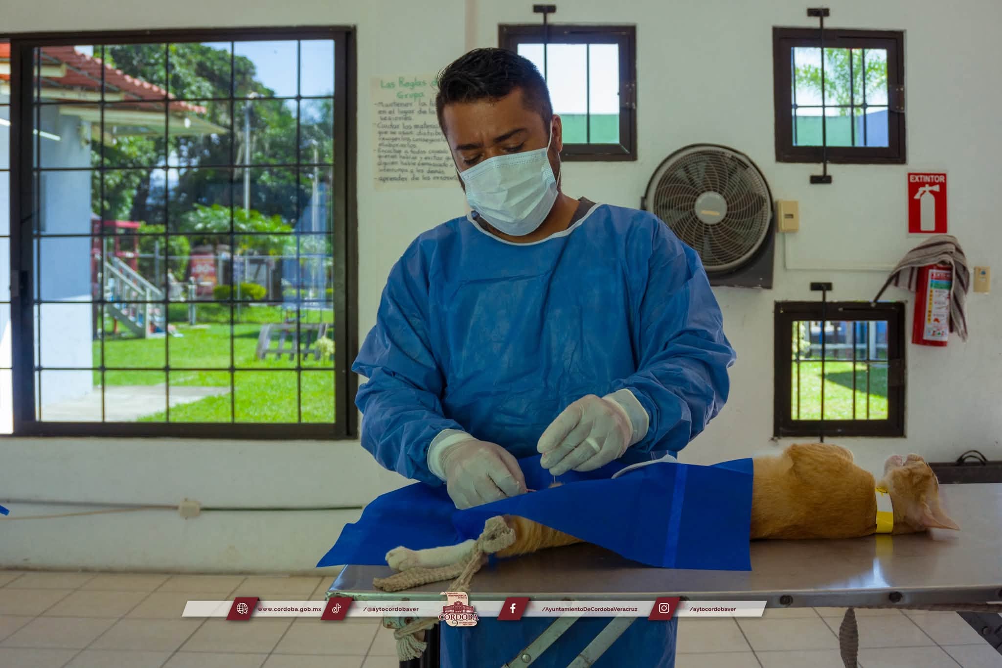 Córdoba realiza la primera jornada masiva de esterilización con la Operación Michi